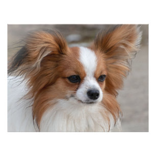 Impression Photo Portrait de chien Papillon