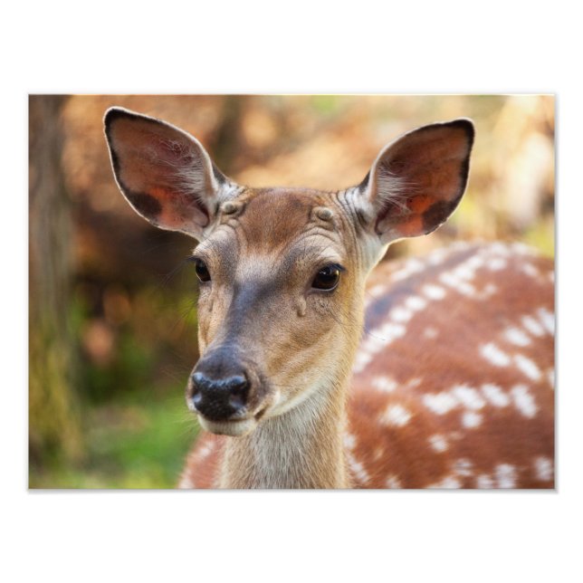 Impression Photo Portrait de Deer Fawn (Devant)