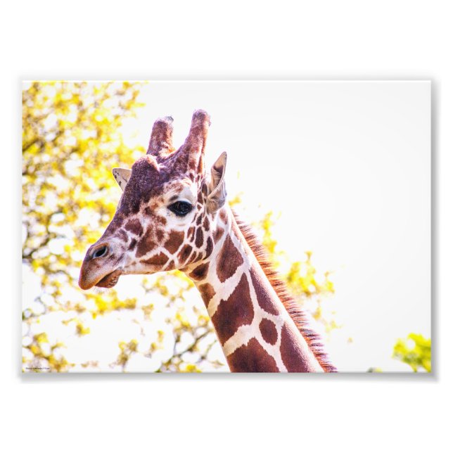 Impression Photo Portrait de Giraffe (Devant)