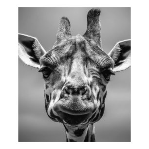 Impression Photo Portrait de Giraffe en Monotone