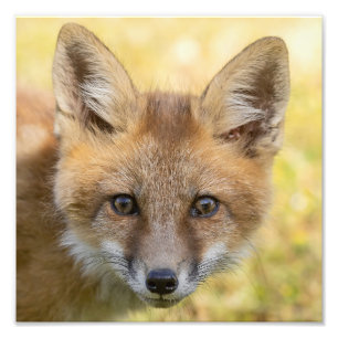 Impression Photo Portrait de Little Cutie Fox