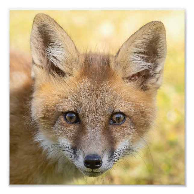 Impression Photo Portrait de Little Cutie Fox (Devant)