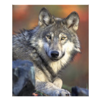 Portrait de loup étonnant