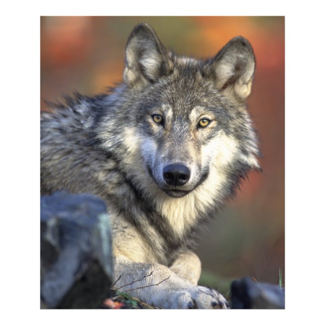 Impression Photo Portrait de loup étonnant (Devant)