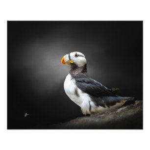 Impression Photo Portrait de Macareux Cornu sur Fond Noir