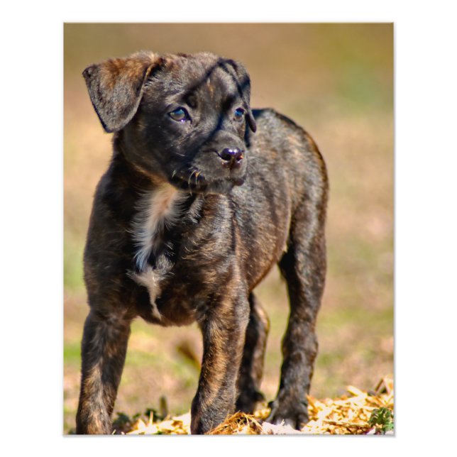 Impression Photo Portrait de profil de chiot (Devant)