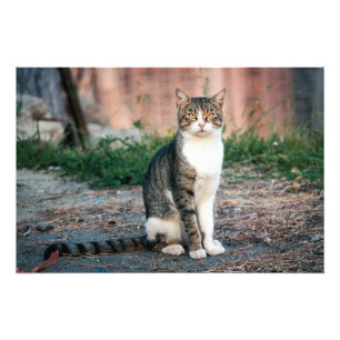 Impression Photo Portrait du chat
