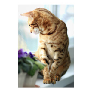 Impression Photo Portrait du chat du Bengale