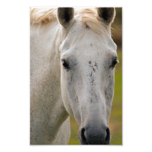 Impression Photo Portrait du cheval blanc