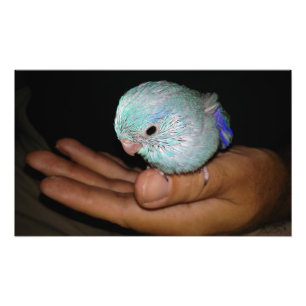 Impression Photo Portrait du perroquet bleu de l'oiseau de bébé Pac