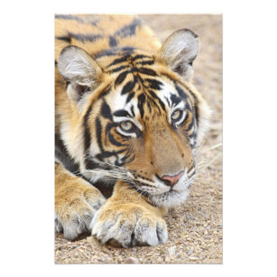Impression Photo Portrait du Tigre royal du Bengale, Ranthambhor 4