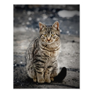 Impression Photo Portrait d'un chat