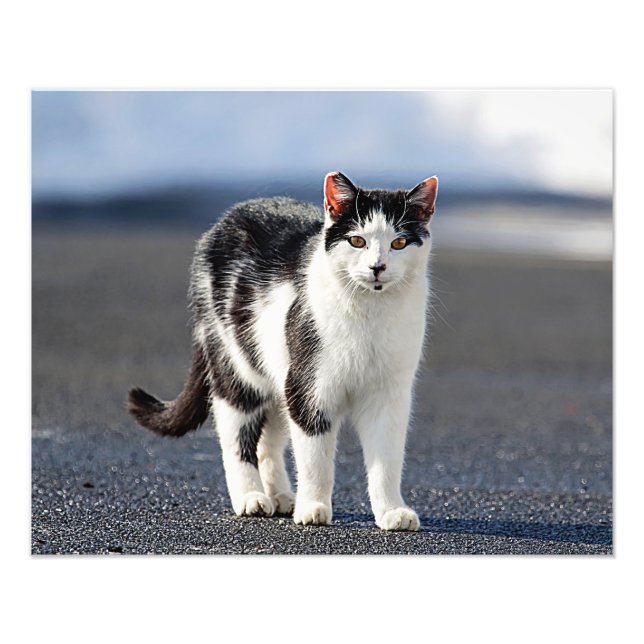 Impression Photo Portrait d'un chat (Devant)