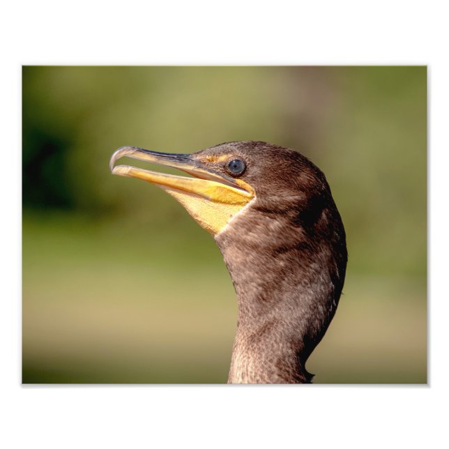 Impression Photo Portrait d'un Cormorant (Devant)