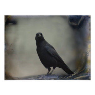 Impression Photo Portrait D'Un Élégant Corbeau