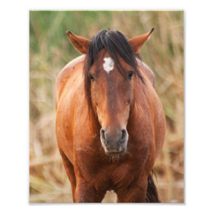 Impression Photo Portrait d'un Mustang sauvage