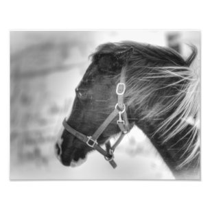 Impression Photo Portrait noir et blanc de cheval