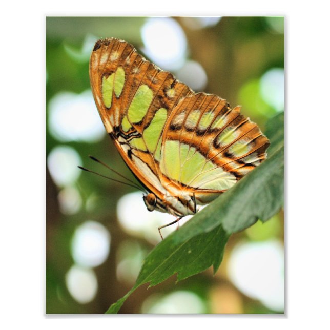 Impression Photo Poser le papillon en gros plan 8x10 (Devant)