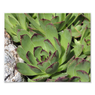 Impression Photo Poules Et Poules Succulents De Jardin Fermer 8x10