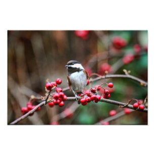 Impression Photo Poulet sur la branche avec baies rouges