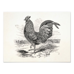 Impression Photo Poulet vintage de coq de volaille de Kulm - poule