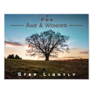 Impression Photo Pour Awe & Wonder, Étape Arbre Léger