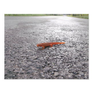Impression Photo Pourquoi la salamandre a-t-elle traversé la route 