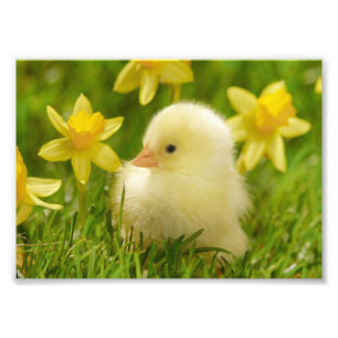 Impression Photo poussin de bébé dans les jonquilles