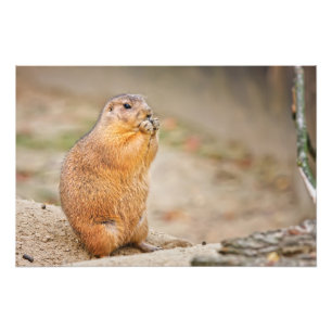 Impression Photo Prairie dog