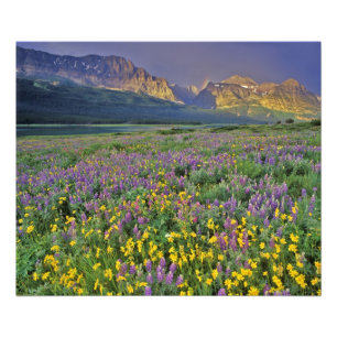 Impression Photo Pré des fleurs sauvages dans le glacier du Nombreu