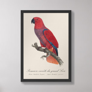 Impression Photo Premiere variete du grand Lori / Eclectus perroque