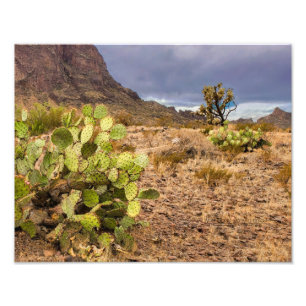 Impression Photo Prickly Pear Cactus Dans Les Montagnes Du Désert A