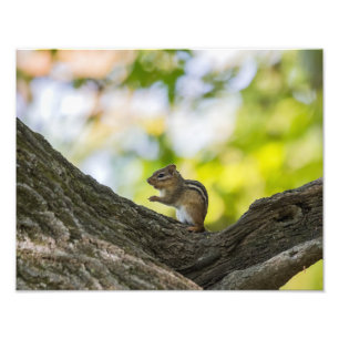 Impression Photo Prier Chipmunk