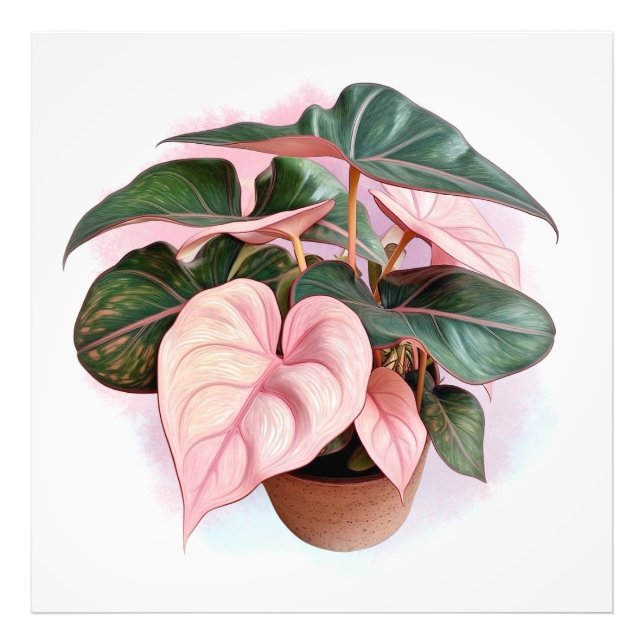 Impression Photo Princesse rose Philodenron dans le pot (Devant)