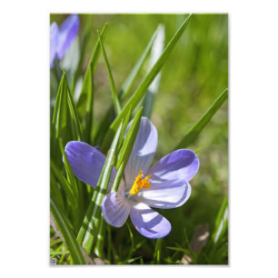 Impression Photo Printemps