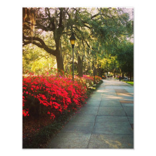 Impression Photo Printemps dans la savane