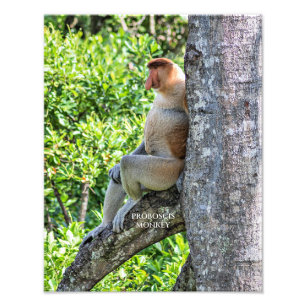 Impression Photo Proboscis singe