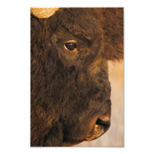 Impression Photo Profil de Buffalo