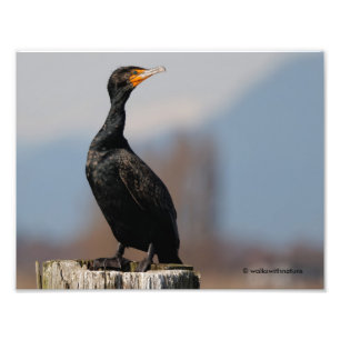 Impression Photo Profil d'un Cormorant à deux casiers