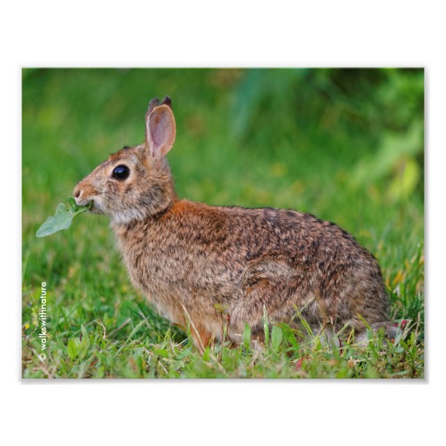 Impression Photo Profil d'un lapin de l'Est (Devant)