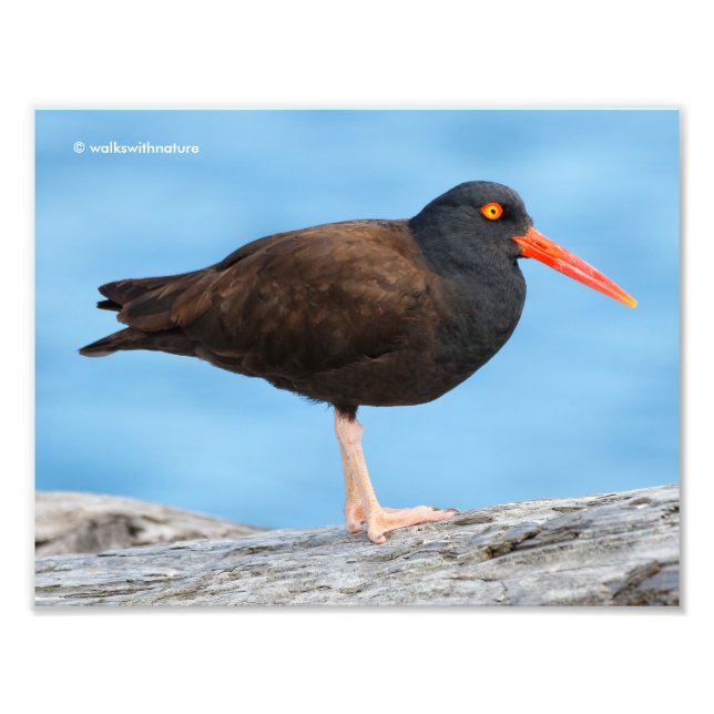Impression Photo Profil d'un Oystercatcher noir (Devant)