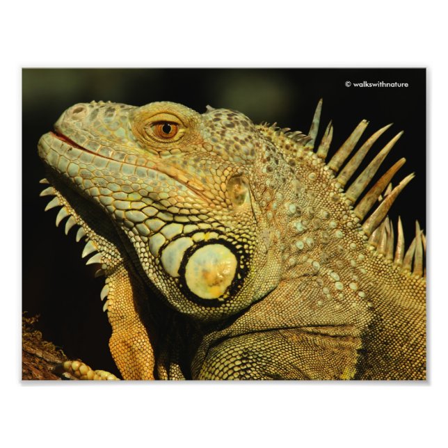 Impression Photo Profil d'une Iguana verte (Devant)