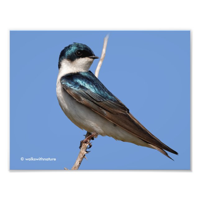 Impression Photo Profil éclairé d'un oiseau chanteur d'hirondelle d (Devant)