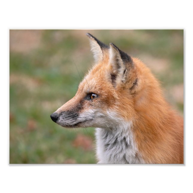 Impression Photo Profil Fox (Devant)