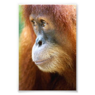 Impression Photo Profil Orangoutan