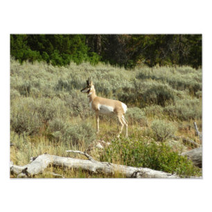 Impression Photo Pronghorn au Parc national de Grand Teton