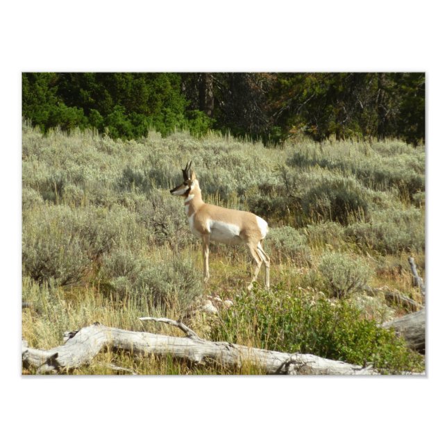 Impression Photo Pronghorn au Parc national de Grand Teton (Devant)