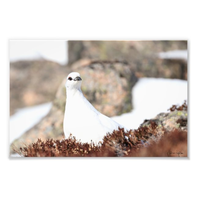 Impression Photo Ptarmigan insaisissable (Devant)