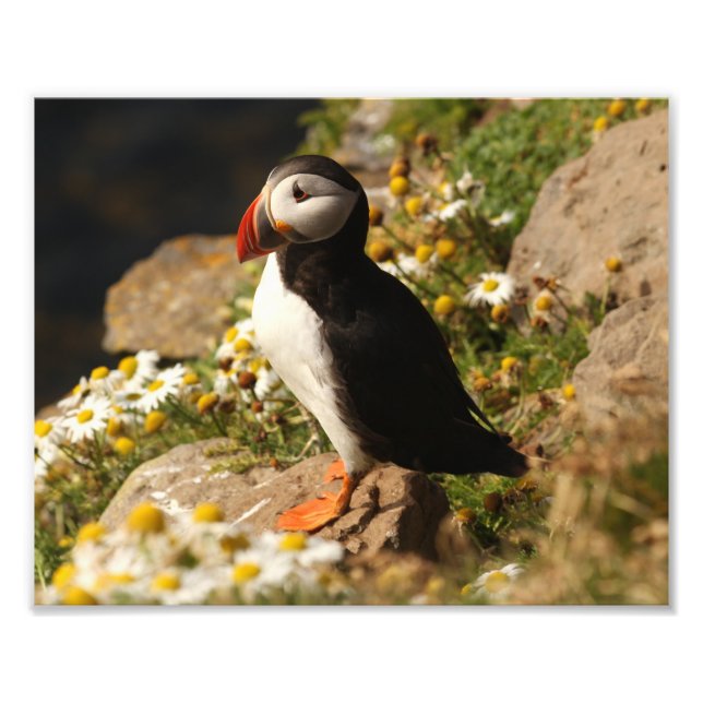 Impression Photo Puffin (Devant)