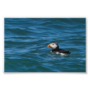 Impression Photo Puffin en mer